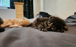 British Longhair cats for sale: British longhair mix kittens 😸  in Bristol - Image 12