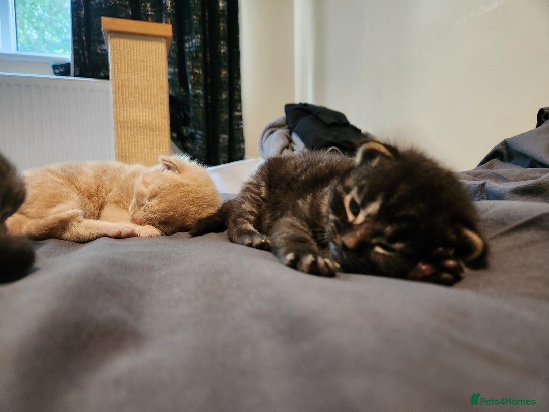 British Longhair cats for sale: British longhair mix kittens 😸  in Bristol - Image 12