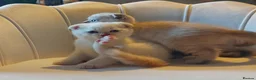 British Shorthair cats for sale: 5 handsome boys Bradford  - Advert 6