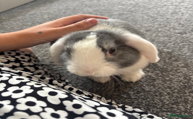English Lop rabbits - Advert 1