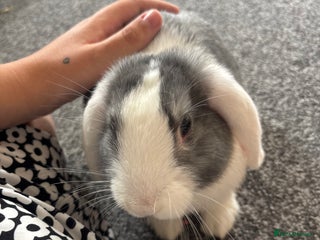 English Lop rabbits - Advert 5