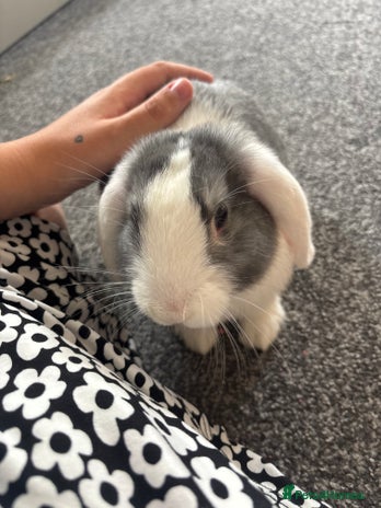 English Lop rabbits - Advert 11