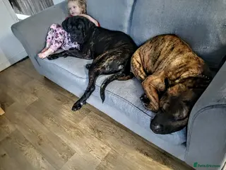 Mixed Breed dogs Male Canecorso/ presa - Advert 11