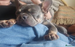French Bulldog dogs for sale: Female French Bulldog - Image 3