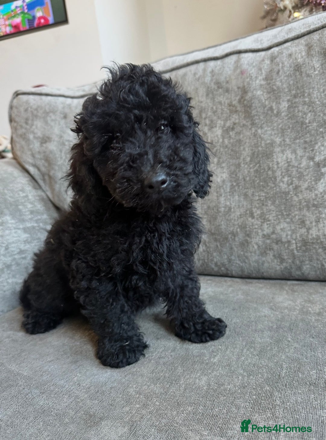 Cavapoo dogs for sale: Beautiful Cavapoos’s  - Advert 9