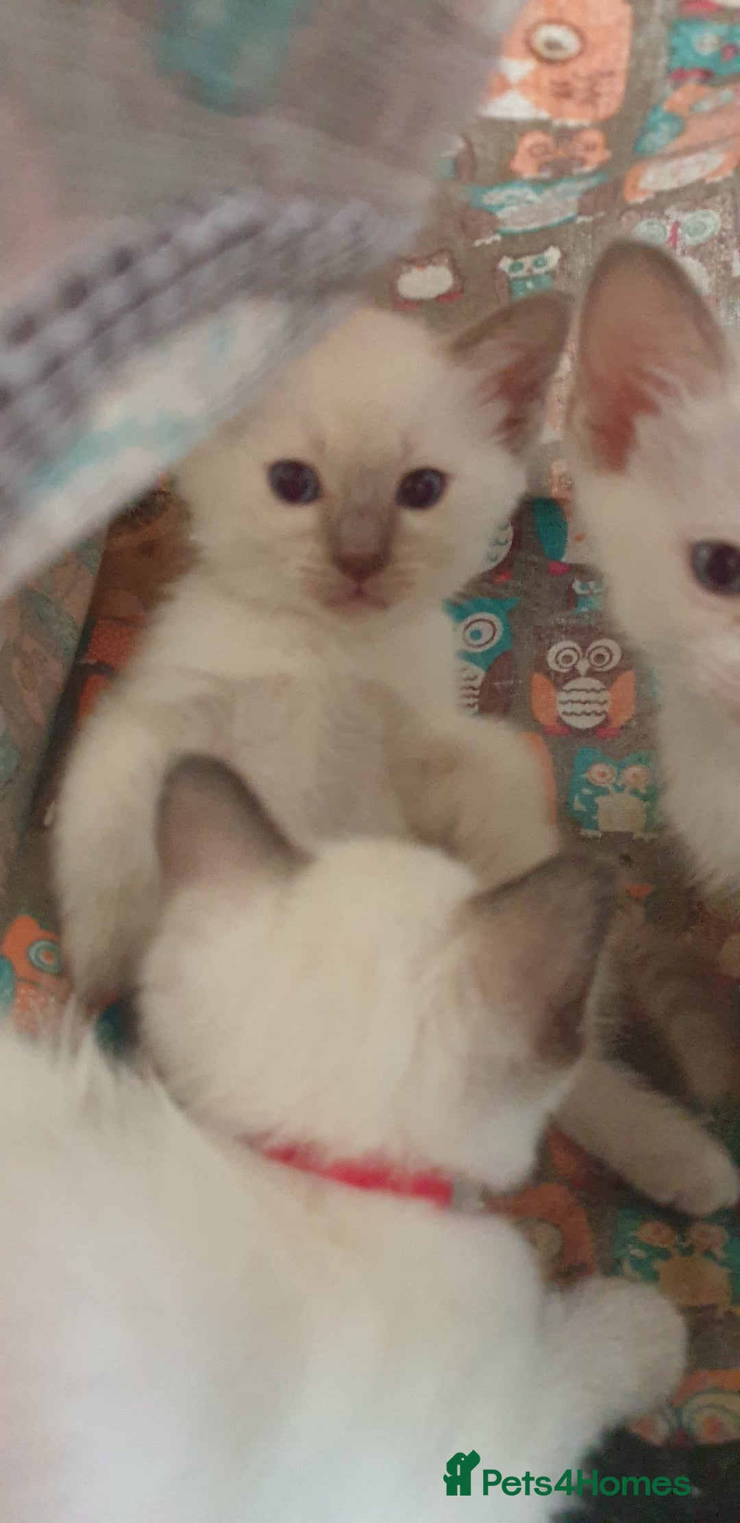 Ragamese cats for sale: Beautiful Ragamese Kittens  - Advert 31