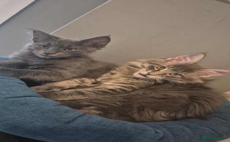 Maine Coon cats - Advert 2