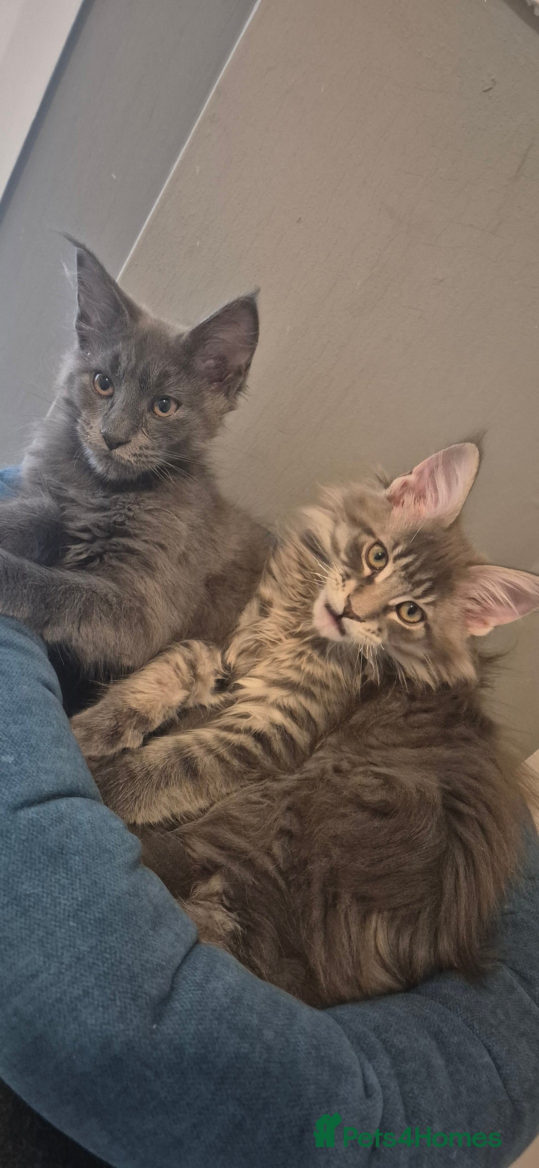 Maine Coon cats for sale: Maine Coon Glasgow AVAILABLE  - Image 3