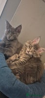 Maine Coon cats - Advert 4