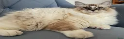 Ragdoll cats for stud: Proven Registered Stud - Advert 4