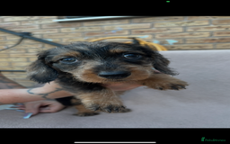 Miniature Dachshund dogs for sale: Wired haired miniature dachshund  - Image 4