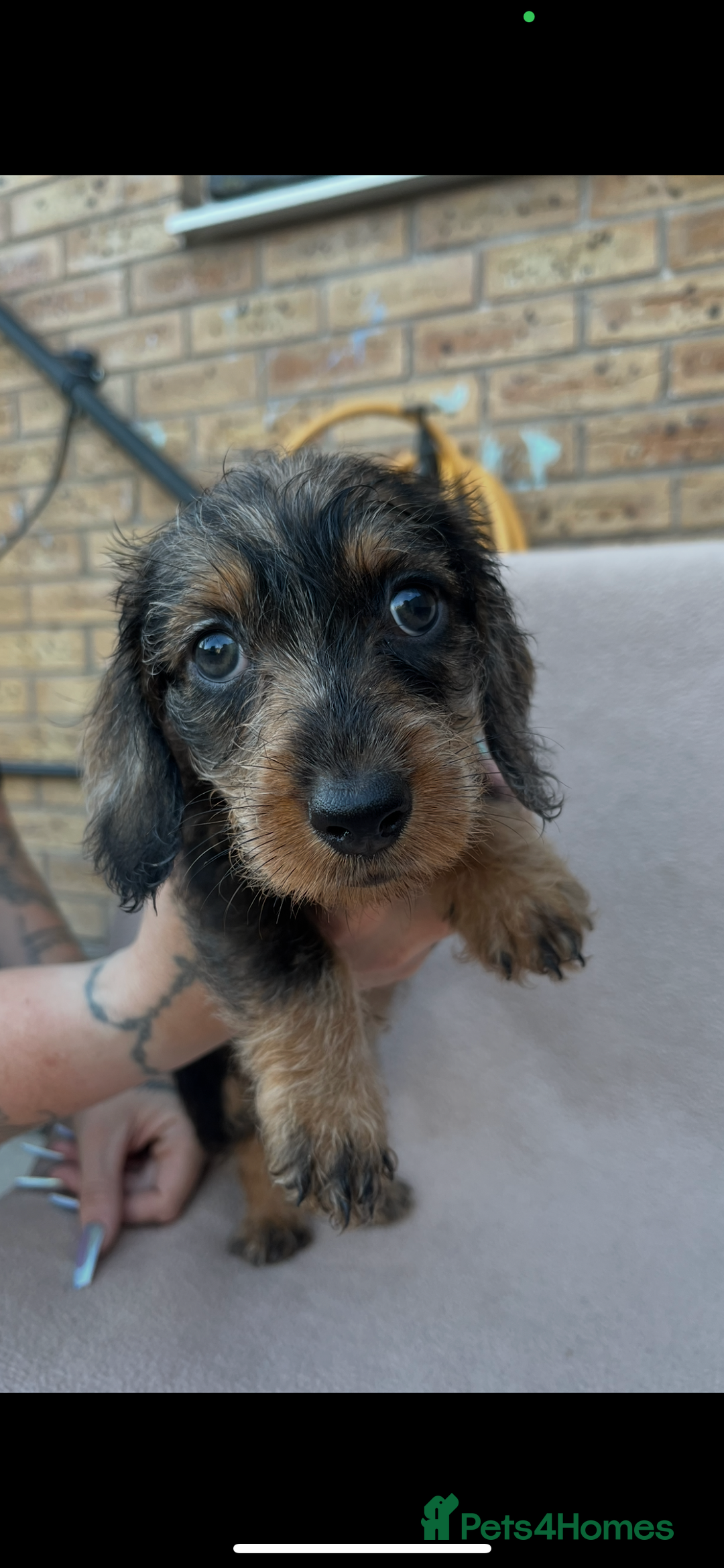 Miniature Dachshund dogs for sale: Wired haired miniature dachshund  - Image 4