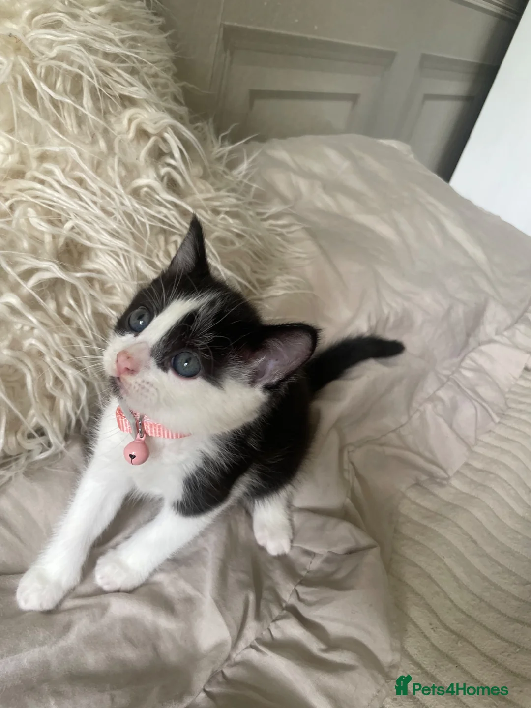 Mixed Breed cats for sale: Gorgeous female kitten - Advert 2