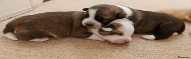Mixed Breed 3