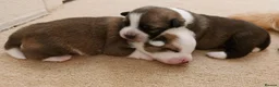Mixed Breed dogs for sale: 4 Adorable Puppies for Sale – 3 Girls & 1 Boy - Advert 4