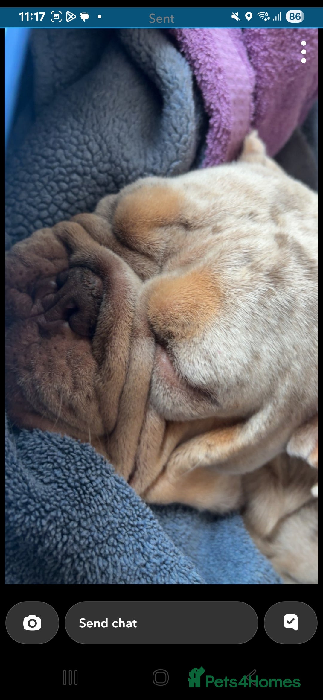 English Bulldog dogs for sale: English bulldog merle  - Advert 3