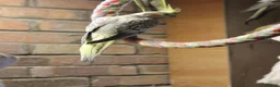 Cockatiels birds for sale: Young Cockatiels  - Advert 8