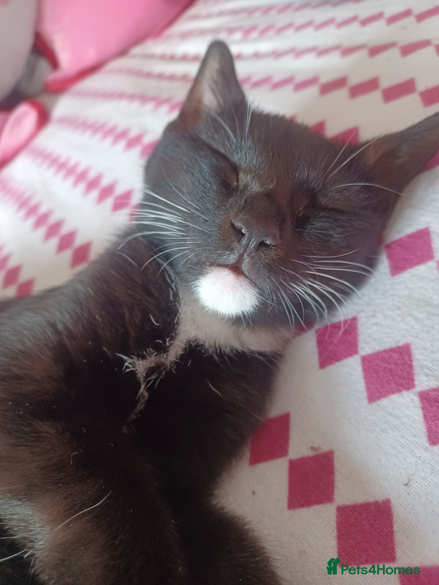British Shorthair cats Tuxedo Female 14 weeks  - Advert 14