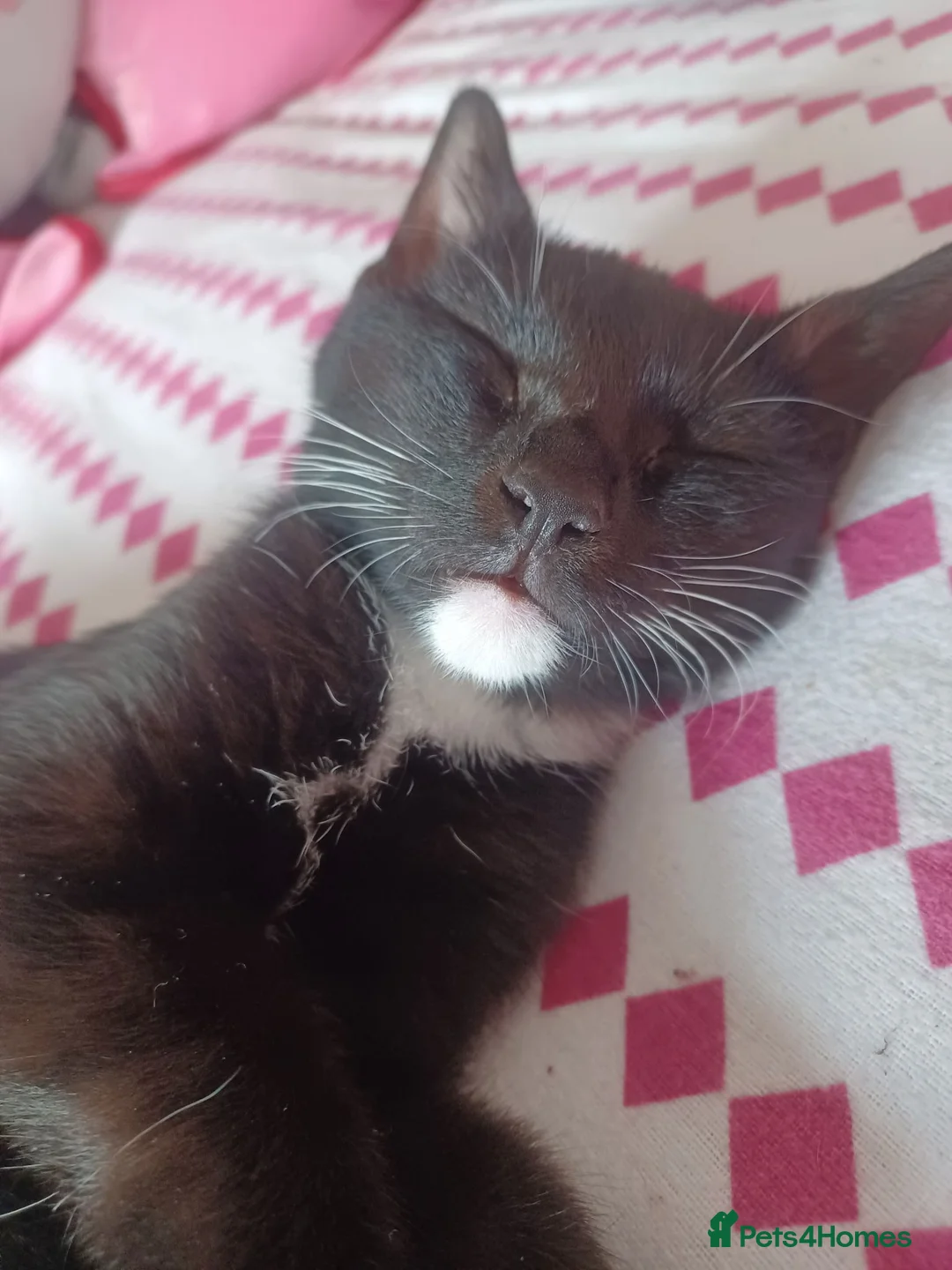 British Shorthair cats for sale: Tuxedo Female 14 weeks  in Tamworth - Advert 1