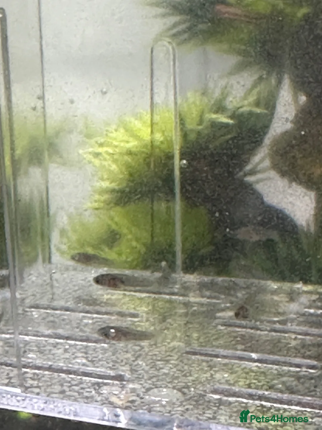 Platies fish for sale: Platies fry’s for sale  in Chelmsford - Advert 2