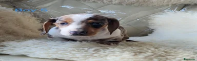 Miniature Dachshund 5