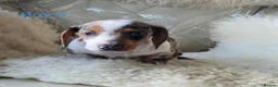 Miniature Dachshund dogs for sale: 🐕🐕6 adorable miniature dashund puppies 🐕🐕 - Advert 10