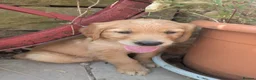 Golden Retriever dogs for sale: KC Reg Health Tested Dark Golden Retriever Puppies - Advert 7
