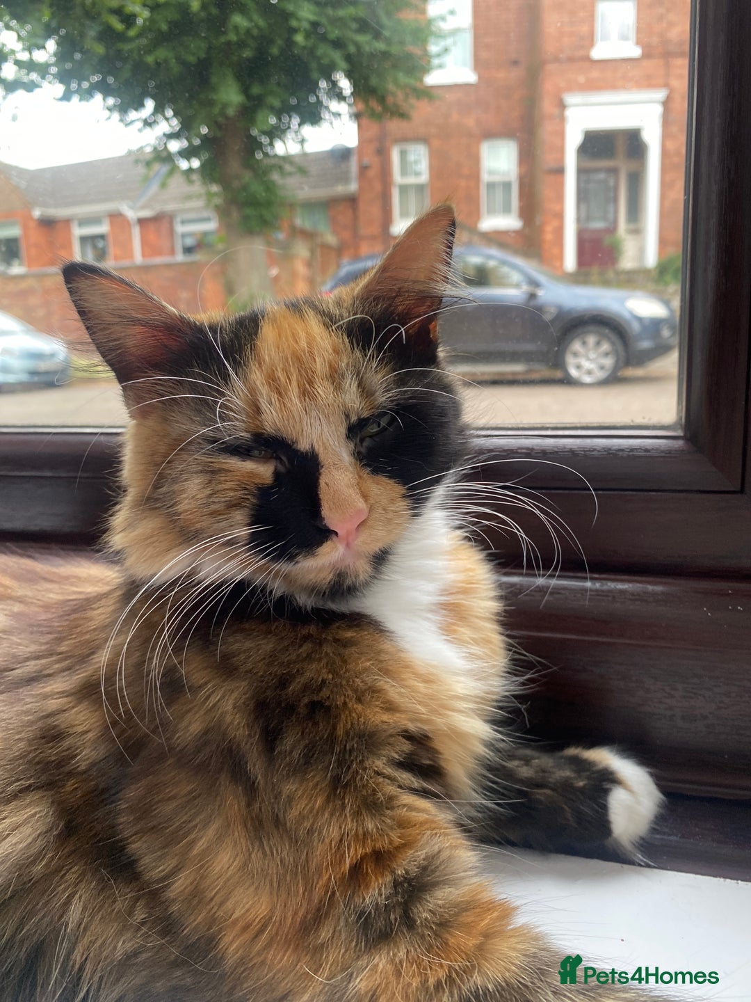 Mixed Breed cats for sale: Lovely cat - Image 5