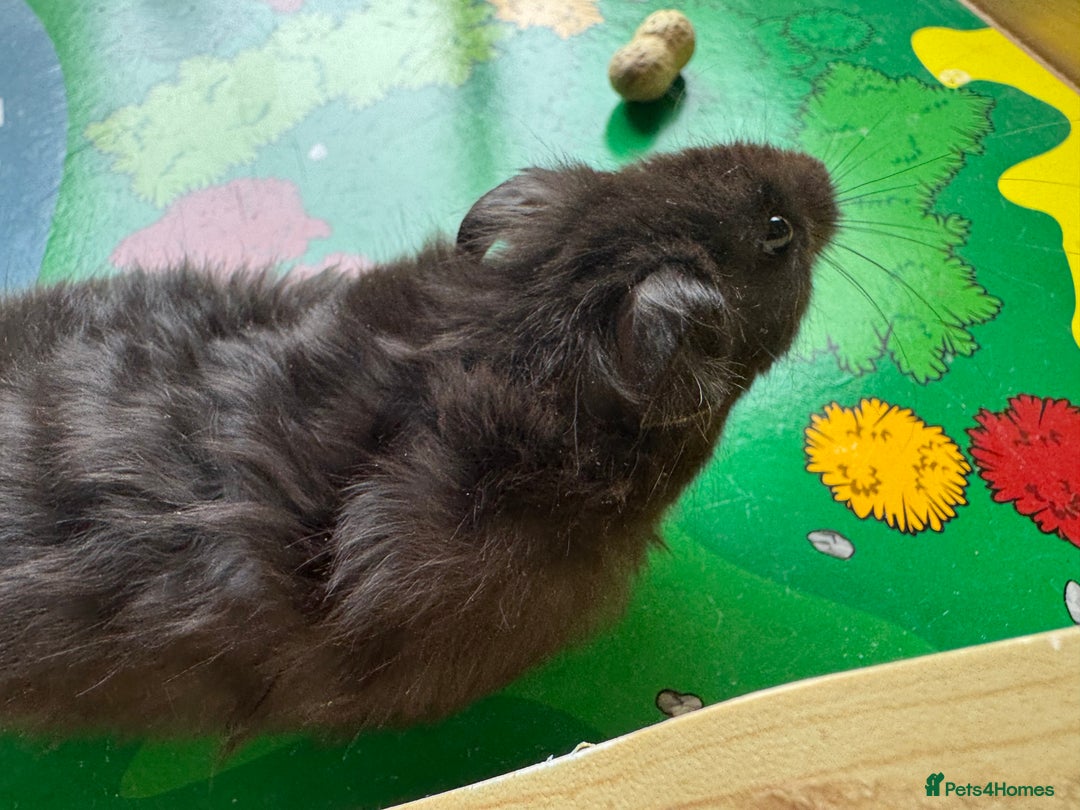 Hamster rodents for sale: Beautiful, pedigree Syrian hamster babies in High Wycombe - Image 4