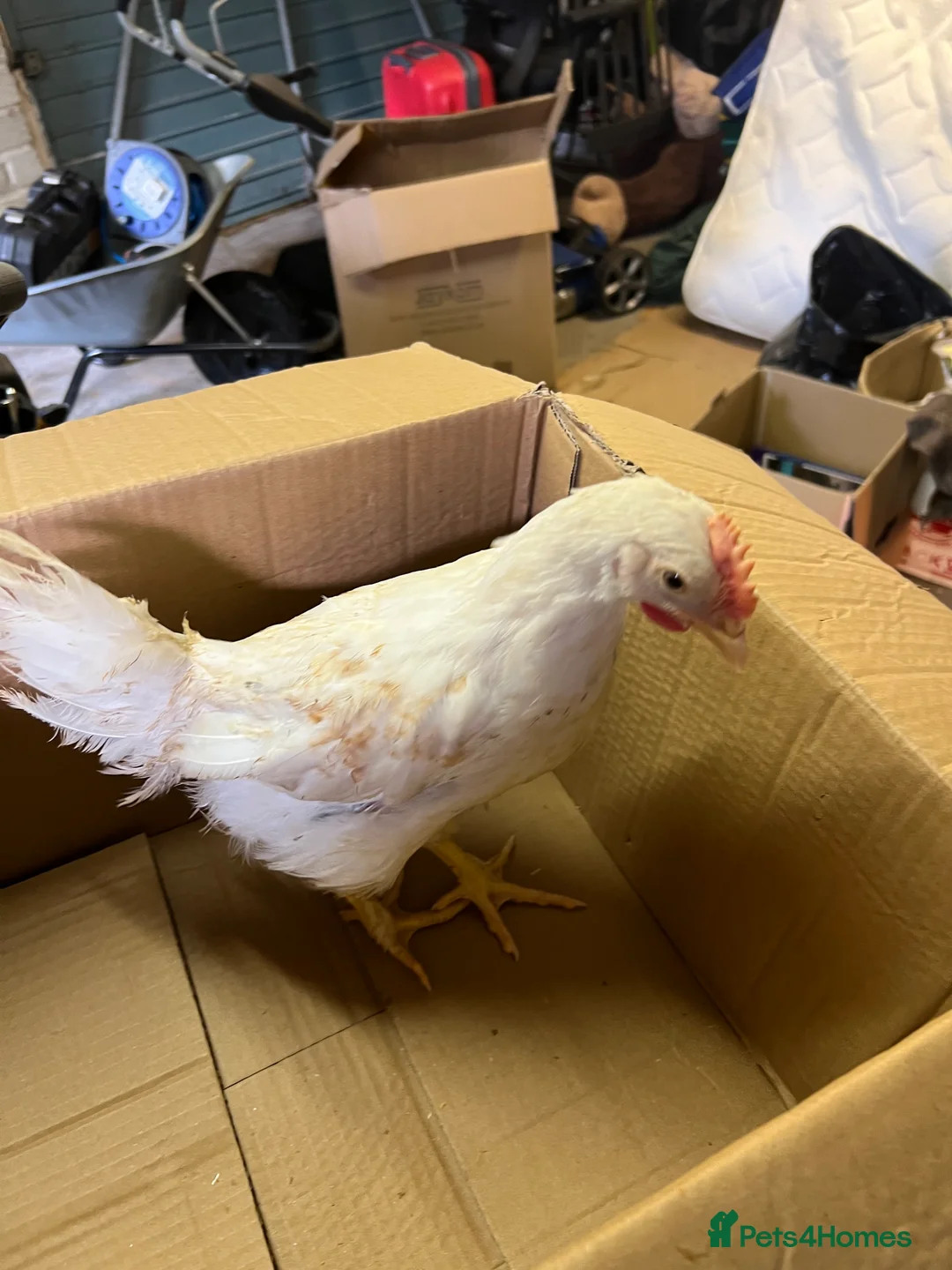 Chickens poultry for sale: White leghorns and Chicks - Advert 11