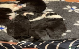 Border Collie dogs for sale: 🏡 Smart, Sweet Border Collie Pups Await You!" - Image 21