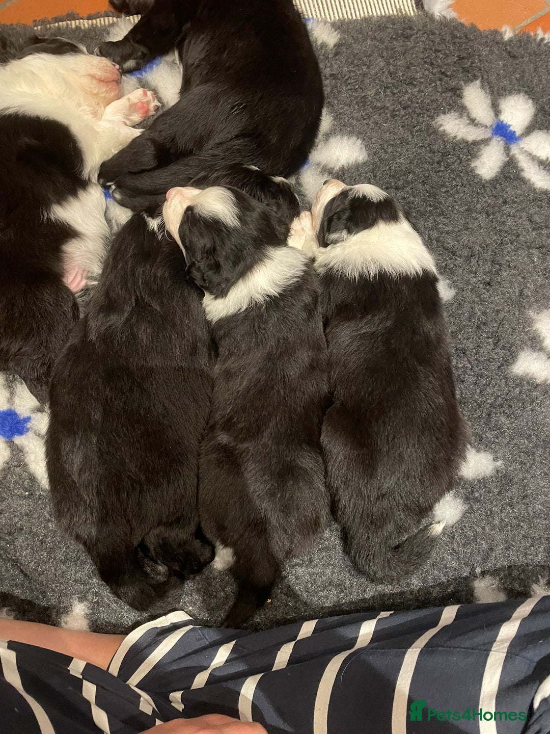 Border Collie dogs for sale: 🏡 Smart, Sweet Border Collie Pups Await You!" - Image 21