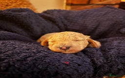 Cavapoochon dogs for sale: 5 cavapoochon puppies looking for forever homes - Image 8