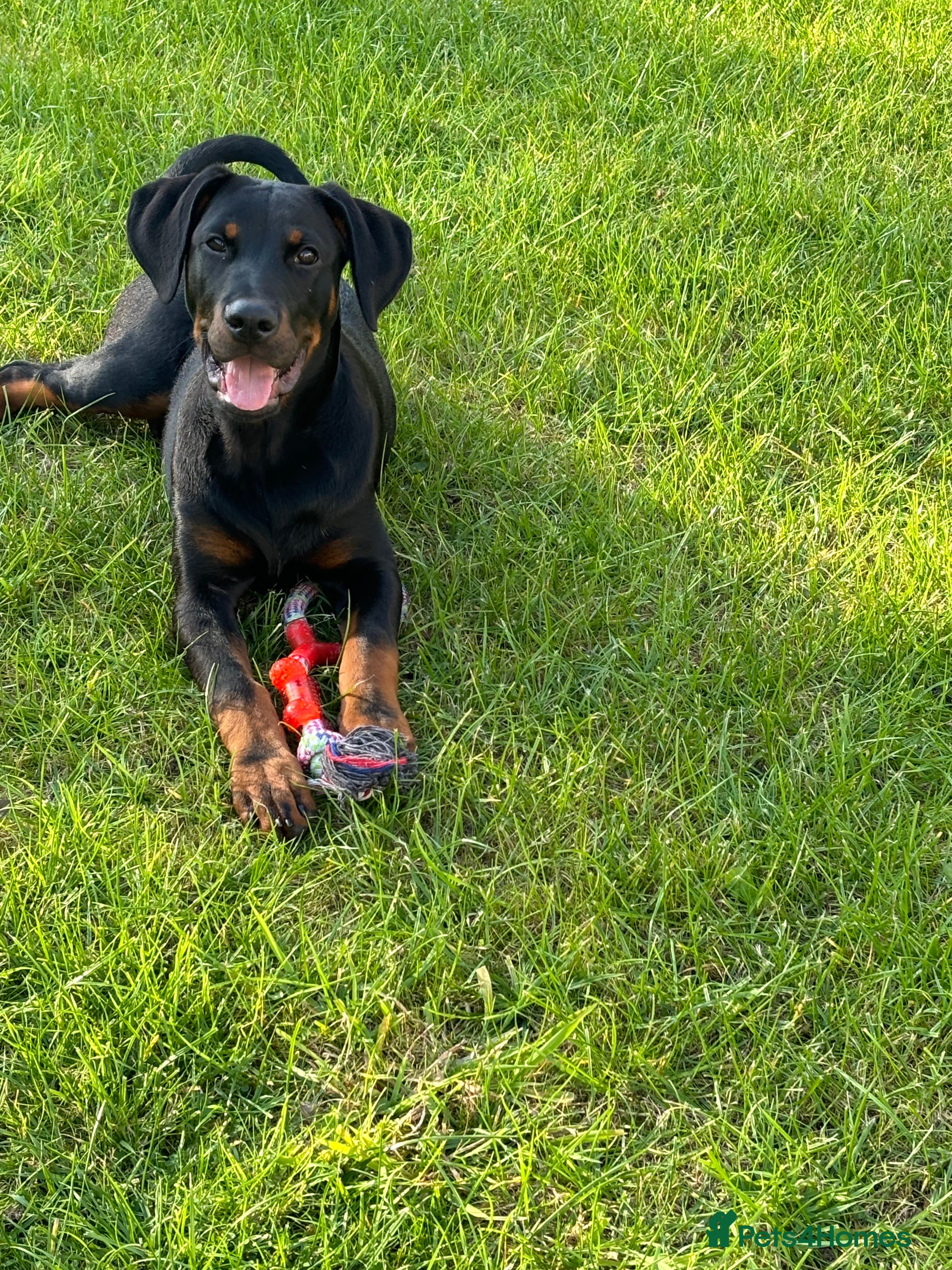 Dobermann dogs Male Rottweiler X Dobermann FOR SALE - Advert 1