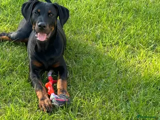 Dobermann dogs Male Rottweiler X Dobermann FOR SALE - Advert 1