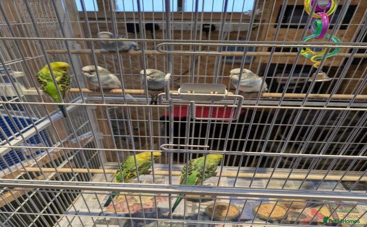 Budgerigars birds - Advert 1