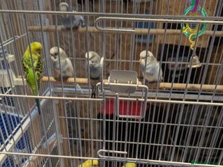 Budgerigars birds - Advert 19