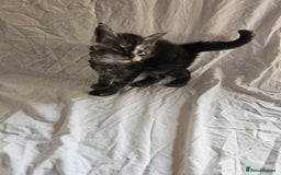 Maine Coon cats for sale: Black Smoke Kittens - Image 8