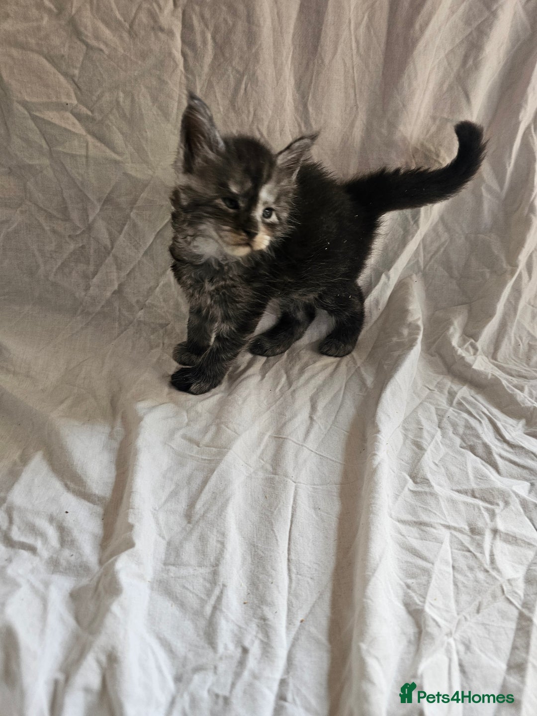 Maine Coon cats for sale: Black Smoke Kittens - Image 8