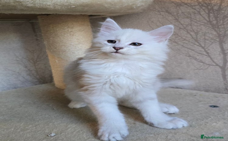 Maine Coon cats - Advert 10