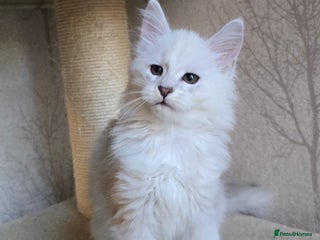 Maine Coon cats - Advert 6