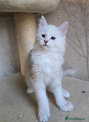 Maine Coon cats - Advert 7