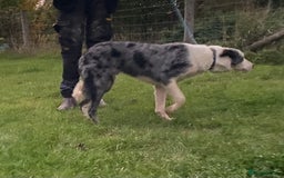 Border Collie dogs for sale: Beautiful Blue Merle Pup - Image 6
