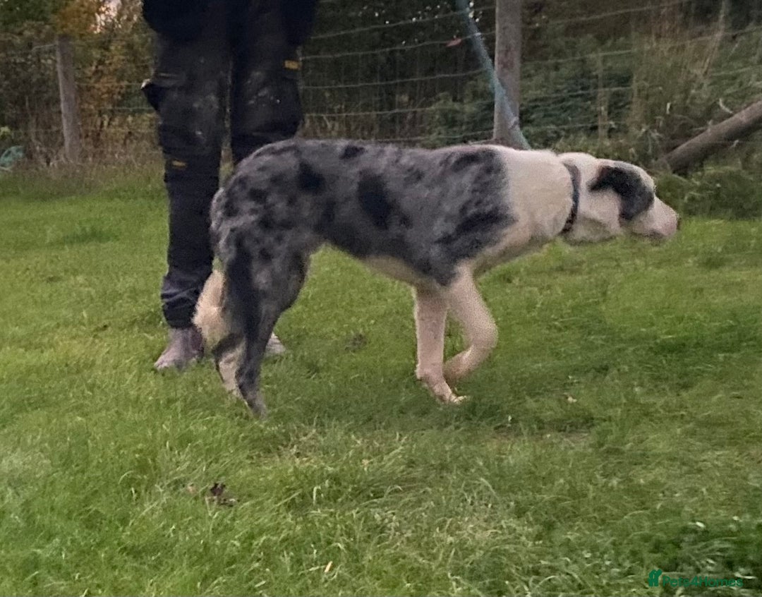 Border Collie dogs for sale: Beautiful Blue Merle Pup - Image 6