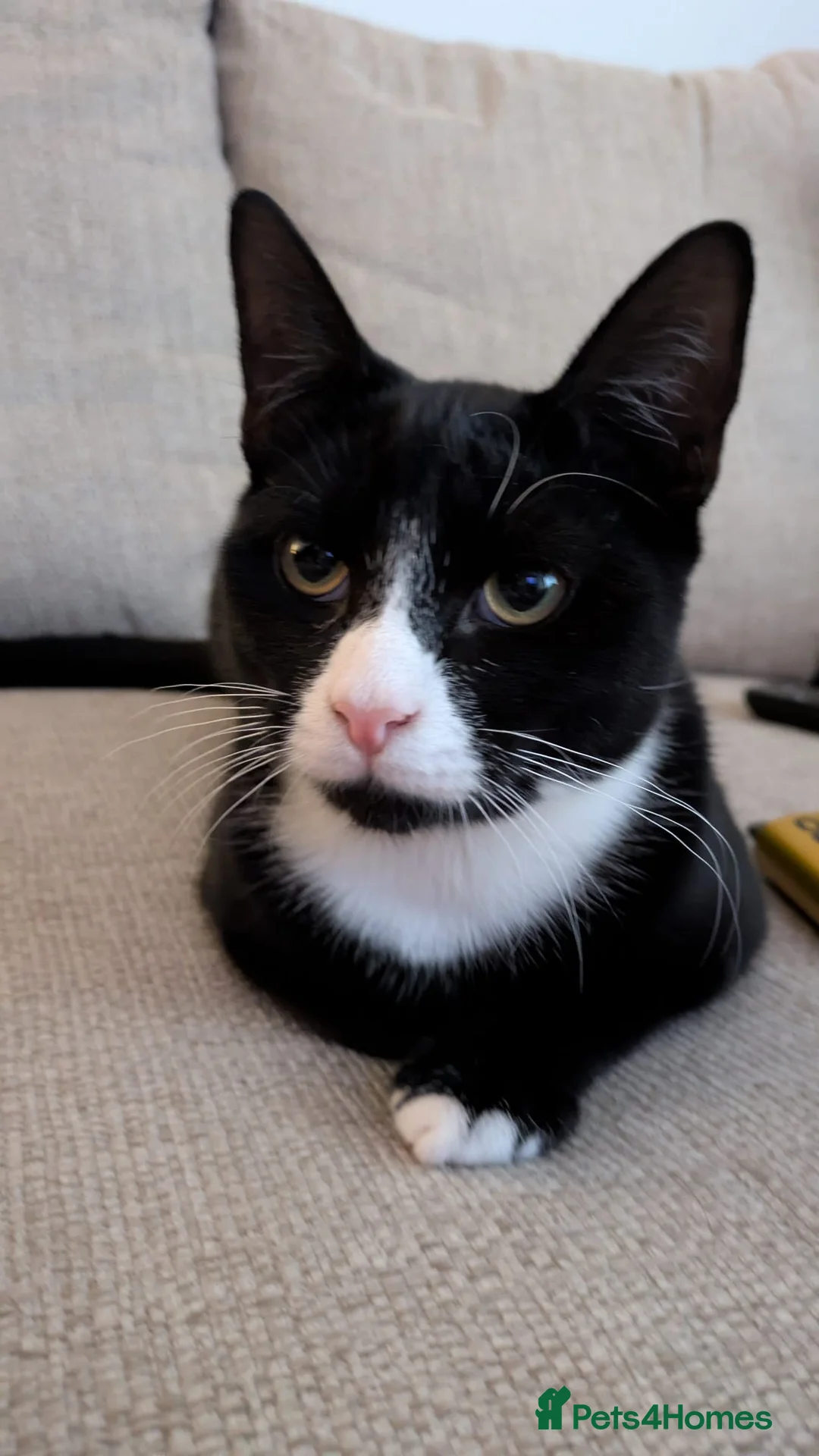 Mixed Breed cats for sale: Russian blue x oriental  - Advert 1