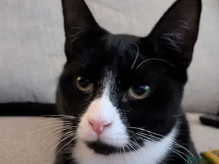 Mixed Breed cats Russian blue x oriental - Advert 1