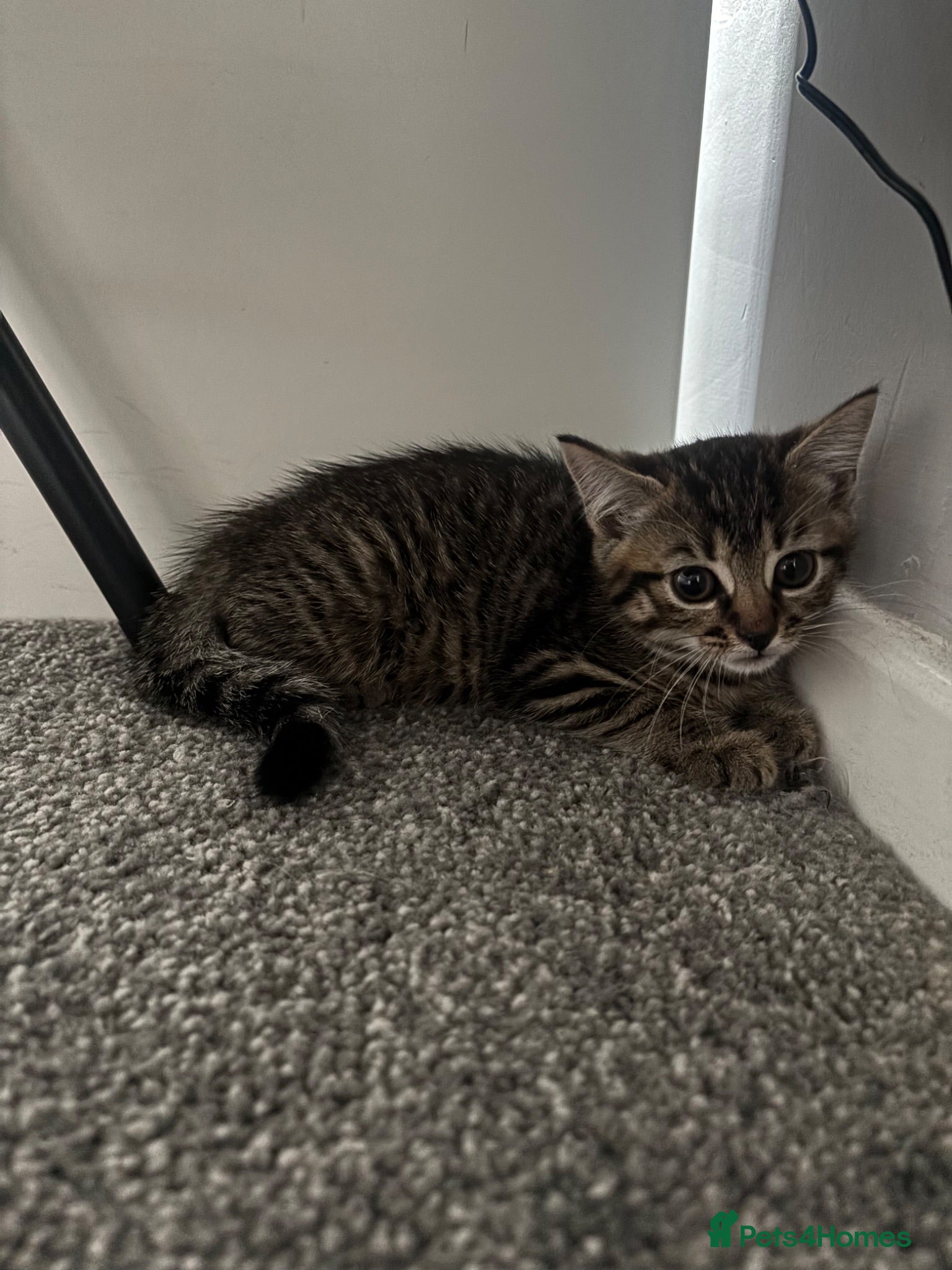 Mixed Breed cats Female Kitten - Advert 2