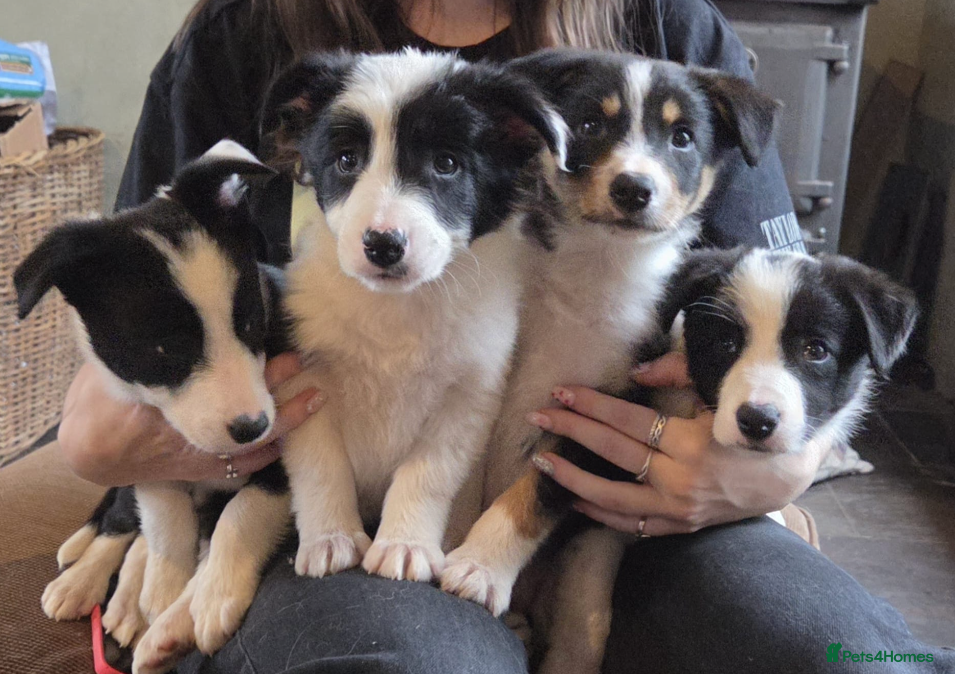 Border Collie dogs Border Collie Pups - Advert 2