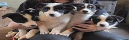 Border Collie dogs for sale: Border Collie Pups - Advert 1