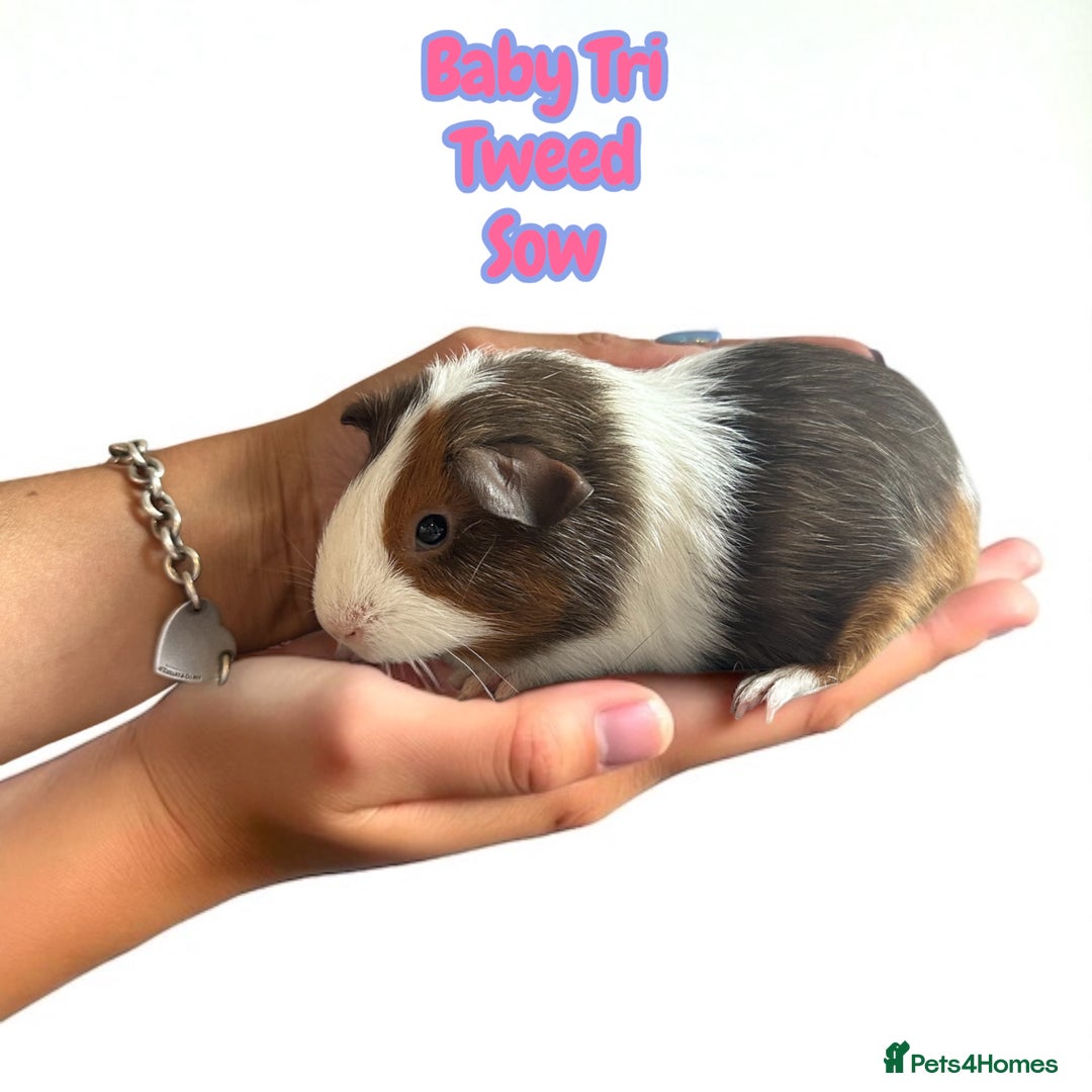 Guinea Pig rodents for sale: Guinea Pigs Boars & Sows from Show Stock Satins in Atherstone - Image 6